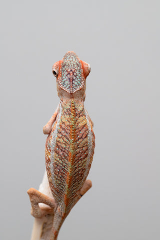 Holdbacks/Individuals: Ambilobe offspring from "Ny-nofy" (AKA The Dream) x "Safo-drano" (AKA Deluge) - Hatched April 2025 - Male #2