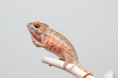 Holdbacks/Individuals: Ambilobe offspring from "Ny-nofy" (AKA The Dream) x "Safo-drano" (AKA Deluge) - Hatched April 2025 - Male #2