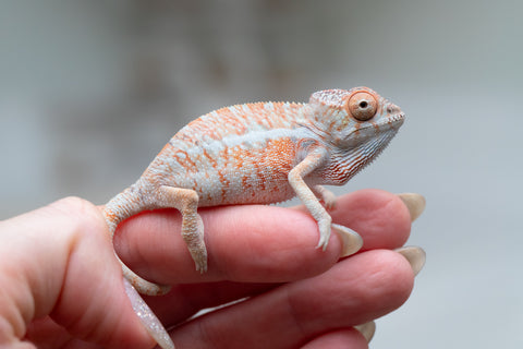 Holdbacks/Individuals: Ambilobe offspring from "Ny-nofy" (AKA The Dream) x "Safo-drano" (AKA Deluge) - Hatched April 2025 - Male #4