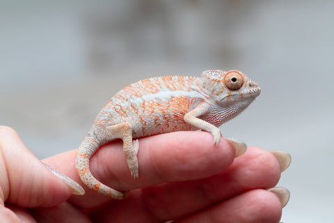 Holdbacks/Individuals: Ambilobe offspring from "Ny-nofy" (AKA The Dream) x "Safo-drano" (AKA Deluge) - Hatched April 2025 - Male #4