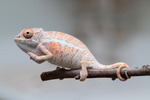 Holdbacks/Individuals: Ambilobe offspring from "Ny-nofy" (AKA The Dream) x "Safo-drano" (AKA Deluge) - Hatched April 2025 - Male #4