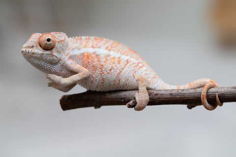 Holdbacks/Individuals: Ambilobe offspring from "Ny-nofy" (AKA The Dream) x "Safo-drano" (AKA Deluge) - Hatched April 2025 - Male #4