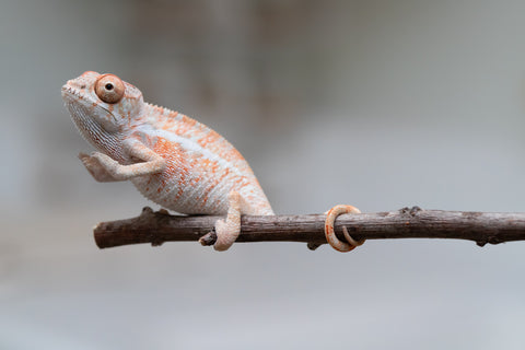 Holdbacks/Individuals: Ambilobe offspring from "Ny-nofy" (AKA The Dream) x "Safo-drano" (AKA Deluge) - Hatched April 2025 - Male #4