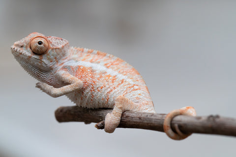 Holdbacks/Individuals: Ambilobe offspring from "Ny-nofy" (AKA The Dream) x "Safo-drano" (AKA Deluge) - Hatched April 2025 - Male #4