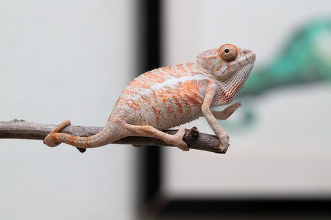 Holdbacks/Individuals: Ambilobe offspring from "Ny-nofy" (AKA The Dream) x "Safo-drano" (AKA Deluge) - Hatched April 2025 - Male #4