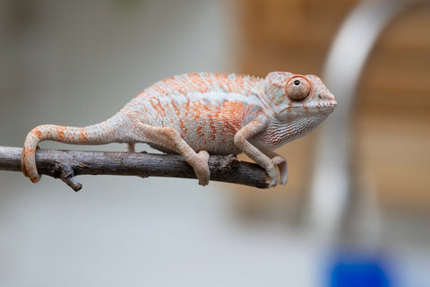 Holdbacks/Individuals: Ambilobe offspring from "Ny-nofy" (AKA The Dream) x "Safo-drano" (AKA Deluge) - Hatched April 2025 - Male #4
