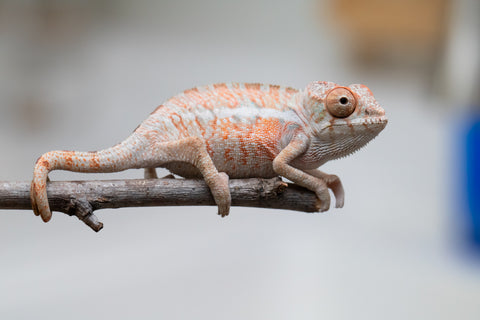 Holdbacks/Individuals: Ambilobe offspring from "Ny-nofy" (AKA The Dream) x "Safo-drano" (AKA Deluge) - Hatched April 2025 - Male #4