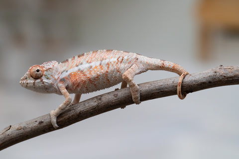 Holdbacks/Individuals: Ambilobe offspring from "Ny-nofy" (AKA The Dream) x "Safo-drano" (AKA Deluge) - Hatched April 2025 - Male #4