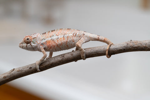Holdbacks/Individuals: Ambilobe offspring from "Ny-nofy" (AKA The Dream) x "Safo-drano" (AKA Deluge) - Hatched April 2025 - Male #4