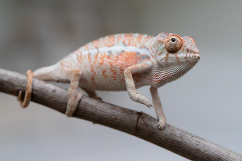 Holdbacks/Individuals: Ambilobe offspring from "Ny-nofy" (AKA The Dream) x "Safo-drano" (AKA Deluge) - Hatched April 2025 - Male #4