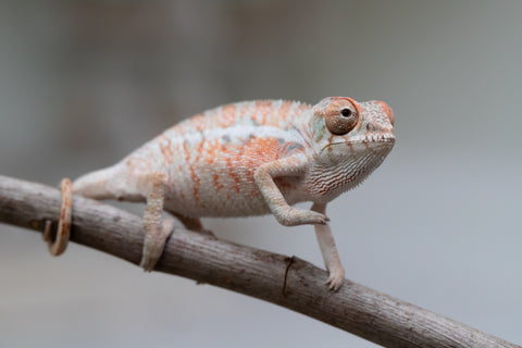 Holdbacks/Individuals: Ambilobe offspring from "Ny-nofy" (AKA The Dream) x "Safo-drano" (AKA Deluge) - Hatched April 2025 - Male #4