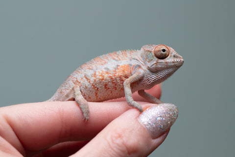 Holdbacks/Individuals: Ambilobe offspring from "Ny-nofy" (AKA The Dream) x "Safo-drano" (AKA Deluge) - Hatched April 2025 - Male #4
