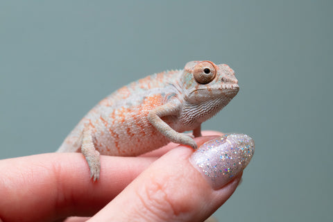 Holdbacks/Individuals: Ambilobe offspring from "Ny-nofy" (AKA The Dream) x "Safo-drano" (AKA Deluge) - Hatched April 2025 - Male #4