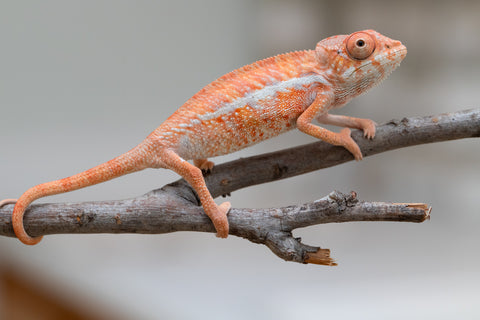 Holdbacks/Individuals: Ambilobe offspring from "Ny-nofy" (AKA The Dream) x "Safo-drano" (AKA Deluge) - Hatched April 2025 - Male #5