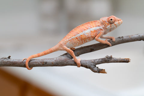Holdbacks/Individuals: Ambilobe offspring from "Ny-nofy" (AKA The Dream) x "Safo-drano" (AKA Deluge) - Hatched April 2025 - Male #5