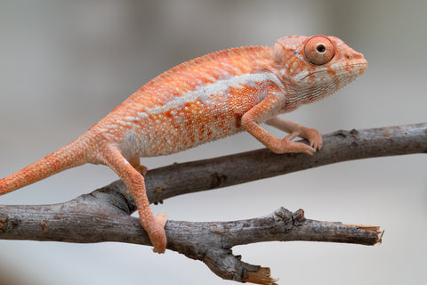 Holdbacks/Individuals: Ambilobe offspring from "Ny-nofy" (AKA The Dream) x "Safo-drano" (AKA Deluge) - Hatched April 2025 - Male #5