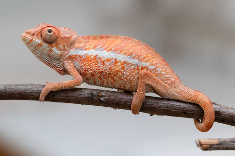 Holdbacks/Individuals: Ambilobe offspring from "Ny-nofy" (AKA The Dream) x "Safo-drano" (AKA Deluge) - Hatched April 2025 - Male #5