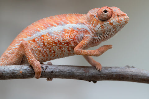 Holdbacks/Individuals: Ambilobe offspring from "Ny-nofy" (AKA The Dream) x "Safo-drano" (AKA Deluge) - Hatched April 2025 - Male #5