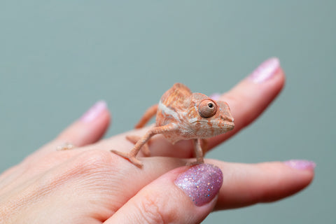 Holdbacks/Individuals: Ambilobe offspring from "Ny-nofy" (AKA The Dream) x "Safo-drano" (AKA Deluge) - Hatched April 2025 - Male #5