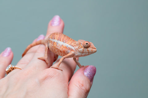 Holdbacks/Individuals: Ambilobe offspring from "Ny-nofy" (AKA The Dream) x "Safo-drano" (AKA Deluge) - Hatched April 2025 - Male #5