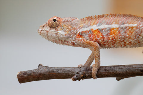Holdbacks/Individuals: Ambilobe offspring from "Ny-nofy" (AKA The Dream) x "Safo-drano" (AKA Deluge) - Hatched April 2025 - Male #6