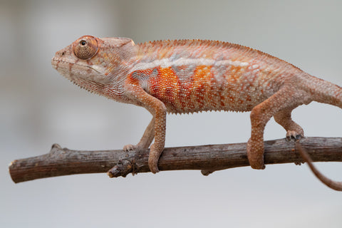 Holdbacks/Individuals: Ambilobe offspring from "Ny-nofy" (AKA The Dream) x "Safo-drano" (AKA Deluge) - Hatched April 2025 - Male #6