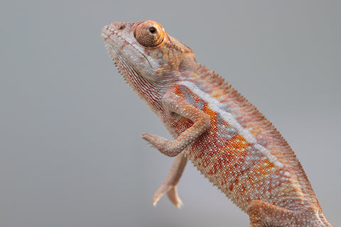 Holdbacks/Individuals: Ambilobe offspring from "Ny-nofy" (AKA The Dream) x "Safo-drano" (AKA Deluge) - Hatched April 2025 - Male #6
