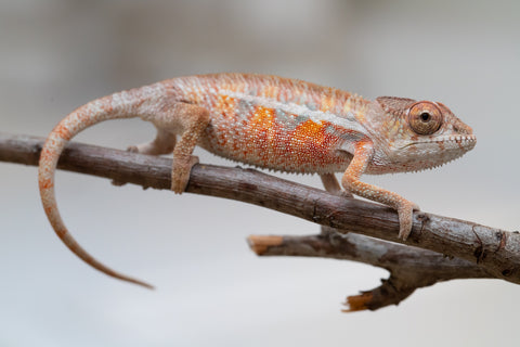 Holdbacks/Individuals: Ambilobe offspring from "Ny-nofy" (AKA The Dream) x "Safo-drano" (AKA Deluge) - Hatched April 2025 - Male #6