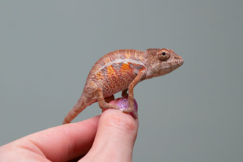 Holdbacks/Individuals: Ambilobe offspring from "Ny-nofy" (AKA The Dream) x "Safo-drano" (AKA Deluge) - Hatched April 2025 - Male #6