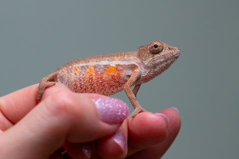 Holdbacks/Individuals: Ambilobe offspring from "Ny-nofy" (AKA The Dream) x "Safo-drano" (AKA Deluge) - Hatched April 2025 - Male #6