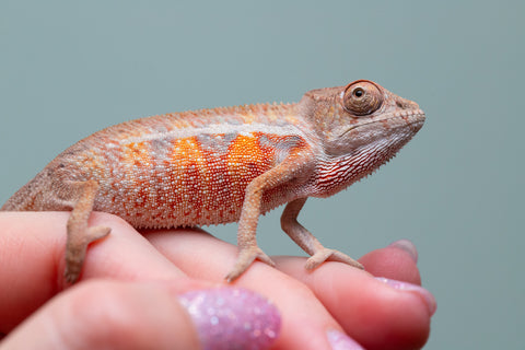 Holdbacks/Individuals: Ambilobe offspring from "Ny-nofy" (AKA The Dream) x "Safo-drano" (AKA Deluge) - Hatched April 2025 - Male #6