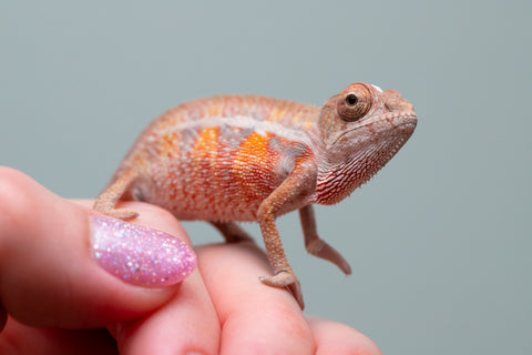 Holdbacks/Individuals: Ambilobe offspring from "Ny-nofy" (AKA The Dream) x "Safo-drano" (AKA Deluge) - Hatched April 2025 - Male #6
