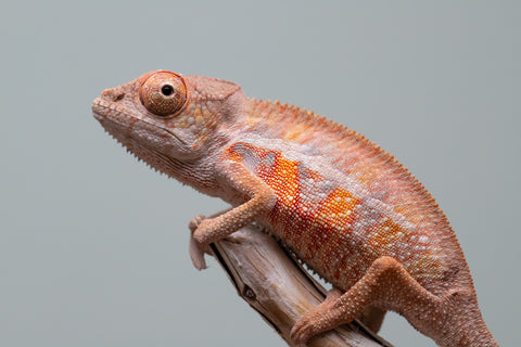 Holdbacks/Individuals: Ambilobe offspring from "Ny-nofy" (AKA The Dream) x "Safo-drano" (AKA Deluge) - Hatched April 2025 - Male #6