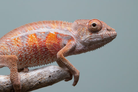 Holdbacks/Individuals: Ambilobe offspring from "Ny-nofy" (AKA The Dream) x "Safo-drano" (AKA Deluge) - Hatched April 2025 - Male #6