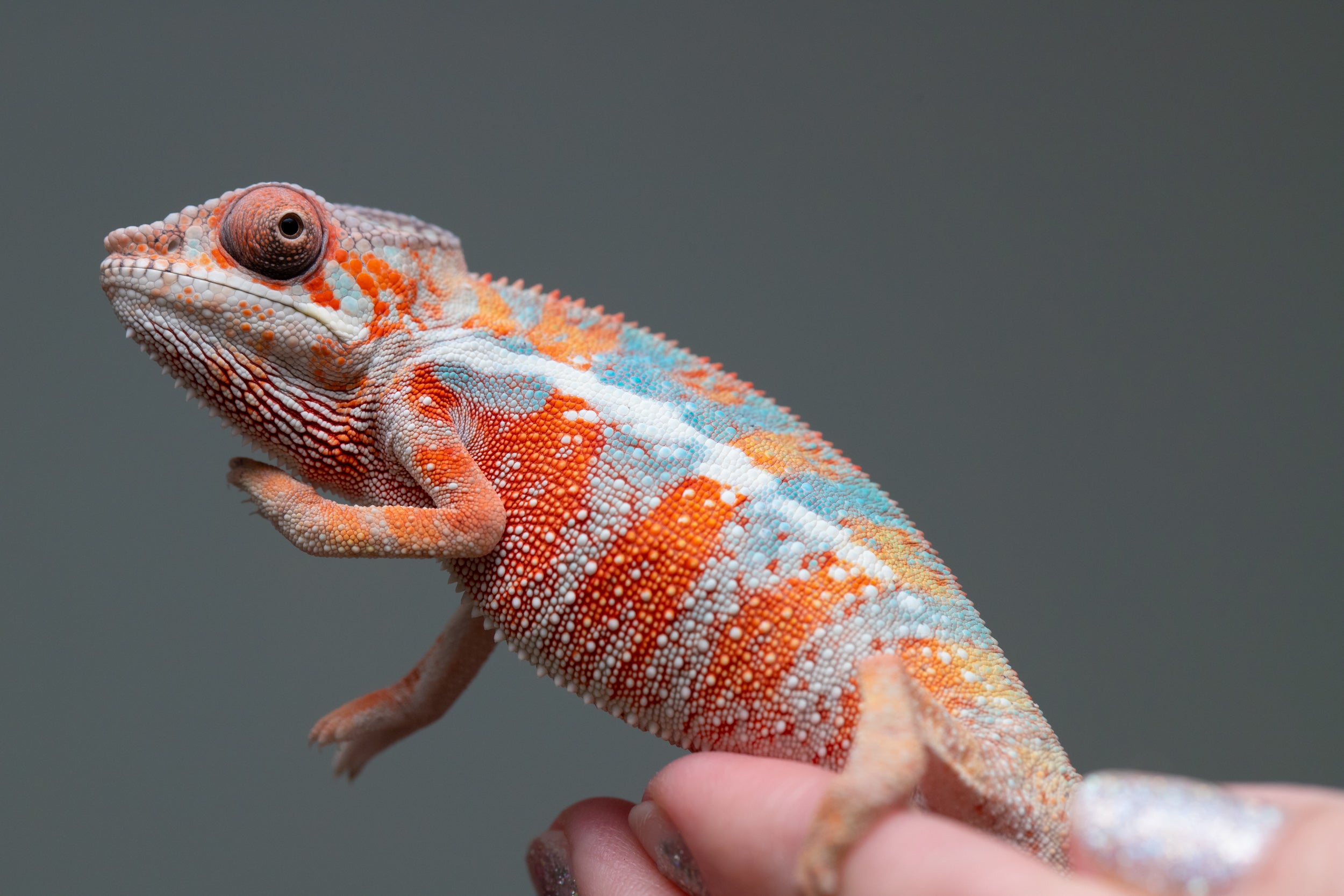 洋楽 The Chameleons 9th 12EP 洋楽 The Chameleons 9th 12EP 洋楽 The