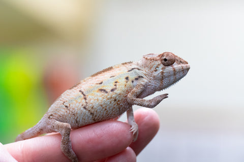 Holdbacks/Individuals: Ambilobe offspring from "Ny-nofy" (AKA The Dream) x "Safo-drano" (AKA Deluge) - Hatched July 2024 - Female #1