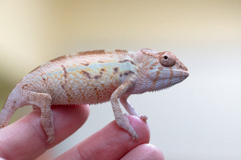 Holdbacks/Individuals: Ambilobe offspring from "Ny-nofy" (AKA The Dream) x "Safo-drano" (AKA Deluge) - Hatched July 2024 - Female #1