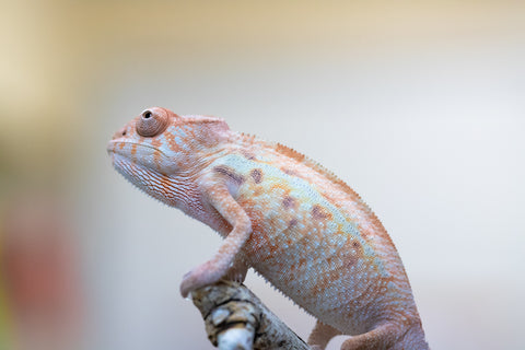 Holdbacks/Individuals: Ambilobe offspring from "Ny-nofy" (AKA The Dream) x "Safo-drano" (AKA Deluge) - Hatched July 2024 - Female #1