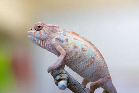 Holdbacks/Individuals: Ambilobe offspring from "Ny-nofy" (AKA The Dream) x "Safo-drano" (AKA Deluge) - Hatched July 2024 - Female #1