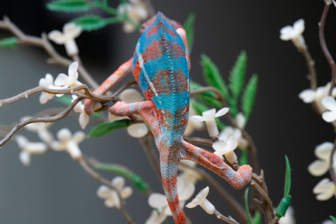 Holdbacks/Individuals: "Pick of Litter" Ambilobe offspring from "Ny-nofy" (AKA The Dream) x "Safo-drano" (AKA Deluge) - Hatched August 2025 - Male #1