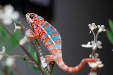 Holdbacks/Individuals: "Pick of Litter" Ambilobe offspring from "Ny-nofy" (AKA The Dream) x "Safo-drano" (AKA Deluge) - Hatched August 2025 - Male #1