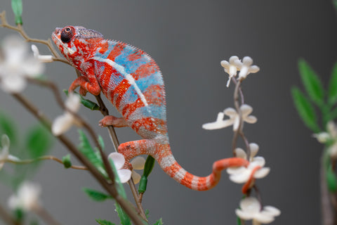 Holdbacks/Individuals: "Pick of Litter" Ambilobe offspring from "Ny-nofy" (AKA The Dream) x "Safo-drano" (AKA Deluge) - Hatched August 2025 - Male #1