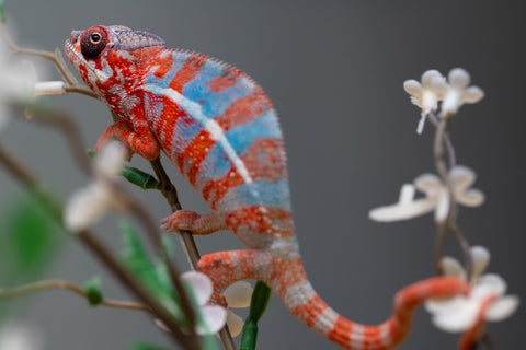 Holdbacks/Individuals: "Pick of Litter" Ambilobe offspring from "Ny-nofy" (AKA The Dream) x "Safo-drano" (AKA Deluge) - Hatched August 2025 - Male #1