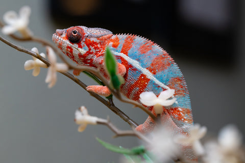 Holdbacks/Individuals: "Pick of Litter" Ambilobe offspring from "Ny-nofy" (AKA The Dream) x "Safo-drano" (AKA Deluge) - Hatched August 2025 - Male #1