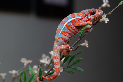 Holdbacks/Individuals: "Pick of Litter" Ambilobe offspring from "Ny-nofy" (AKA The Dream) x "Safo-drano" (AKA Deluge) - Hatched August 2025 - Male #1