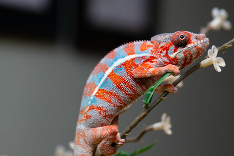 Holdbacks/Individuals: "Pick of Litter" Ambilobe offspring from "Ny-nofy" (AKA The Dream) x "Safo-drano" (AKA Deluge) - Hatched August 2025 - Male #1