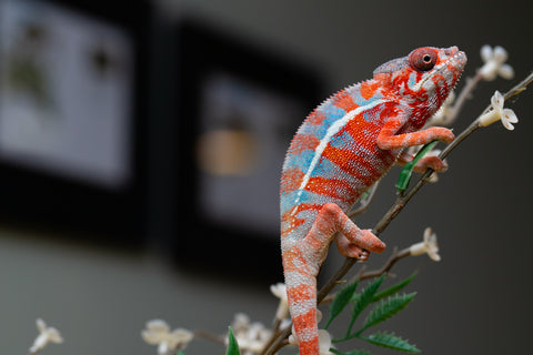 Holdbacks/Individuals: "Pick of Litter" Ambilobe offspring from "Ny-nofy" (AKA The Dream) x "Safo-drano" (AKA Deluge) - Hatched August 2025 - Male #1