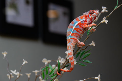 Holdbacks/Individuals: "Pick of Litter" Ambilobe offspring from "Ny-nofy" (AKA The Dream) x "Safo-drano" (AKA Deluge) - Hatched August 2025 - Male #1