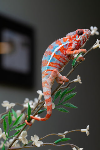 Holdbacks/Individuals: "Pick of Litter" Ambilobe offspring from "Ny-nofy" (AKA The Dream) x "Safo-drano" (AKA Deluge) - Hatched August 2025 - Male #1