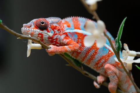 Holdbacks/Individuals: "Pick of Litter" Ambilobe offspring from "Ny-nofy" (AKA The Dream) x "Safo-drano" (AKA Deluge) - Hatched August 2025 - Male #1